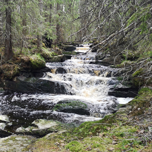 Peipospuron Kohiseva