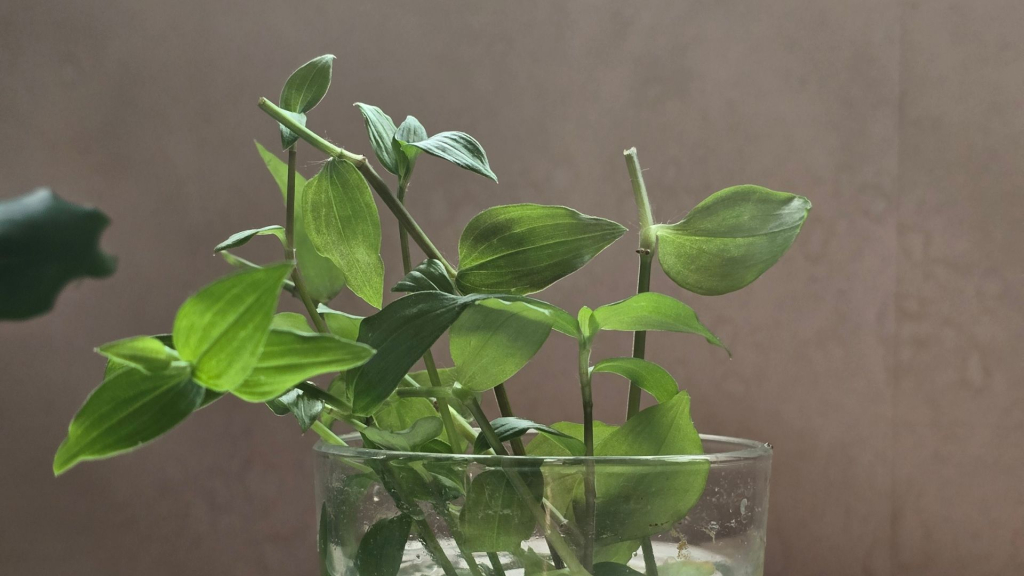 Koristekuva. Kuvassa näkyy juorun pistokkaita vesilasissa.