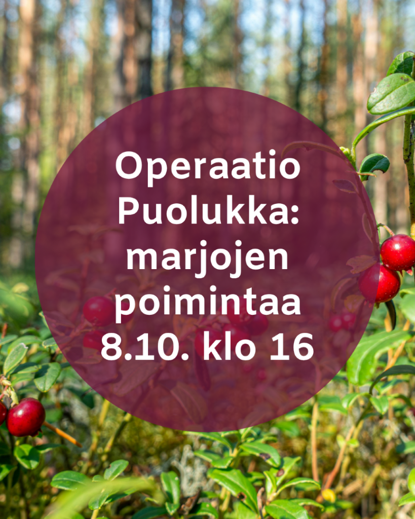 Taustakuvana puolukkametsä. Kunnan brändiväreillä teksti "Operaatio Puolukka: marjojen poimintaa 8.10. klo 16".